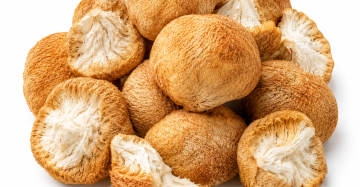 Premium Lion’s Mane Mushrooms