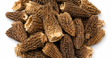 Morel Mushrooms