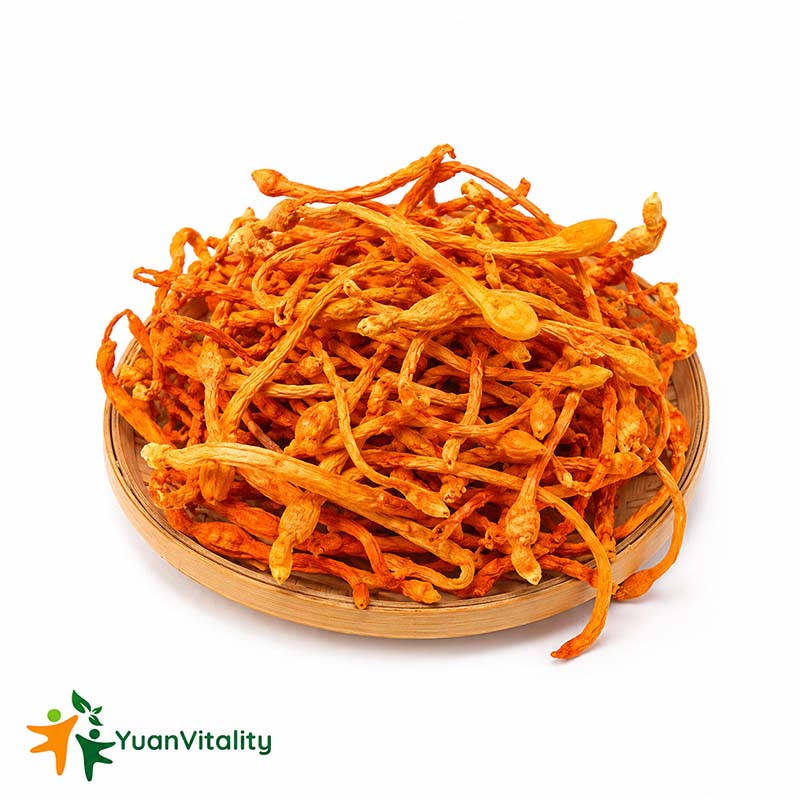 Fujian Cordyceps Flower