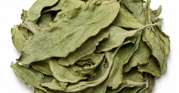 Dragon's Tongue Leaf