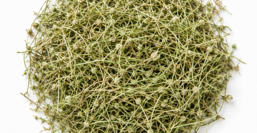 Snake Tongue Grass Tea