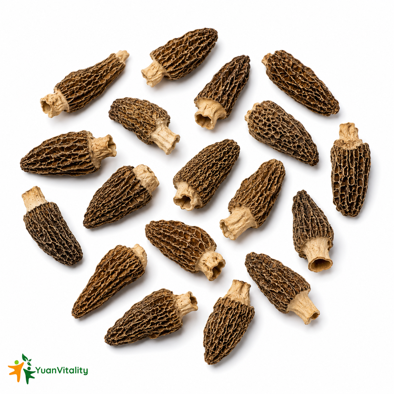 Morel Mushrooms