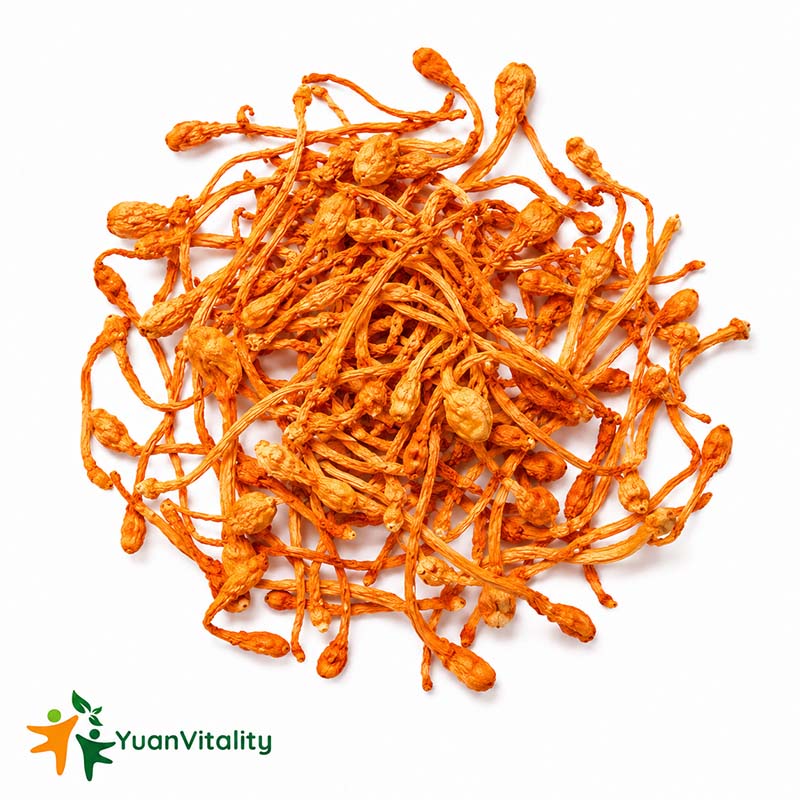 Fujian Cordyceps Flower