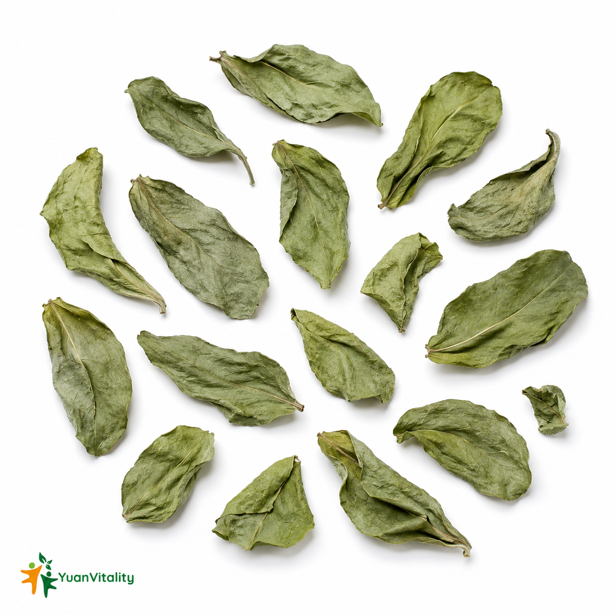 Dragon's Tongue Leaf