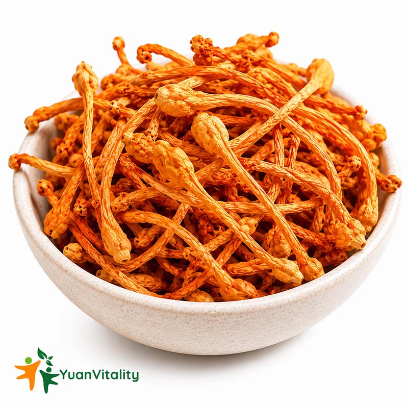 Fujian Cordyceps Flower