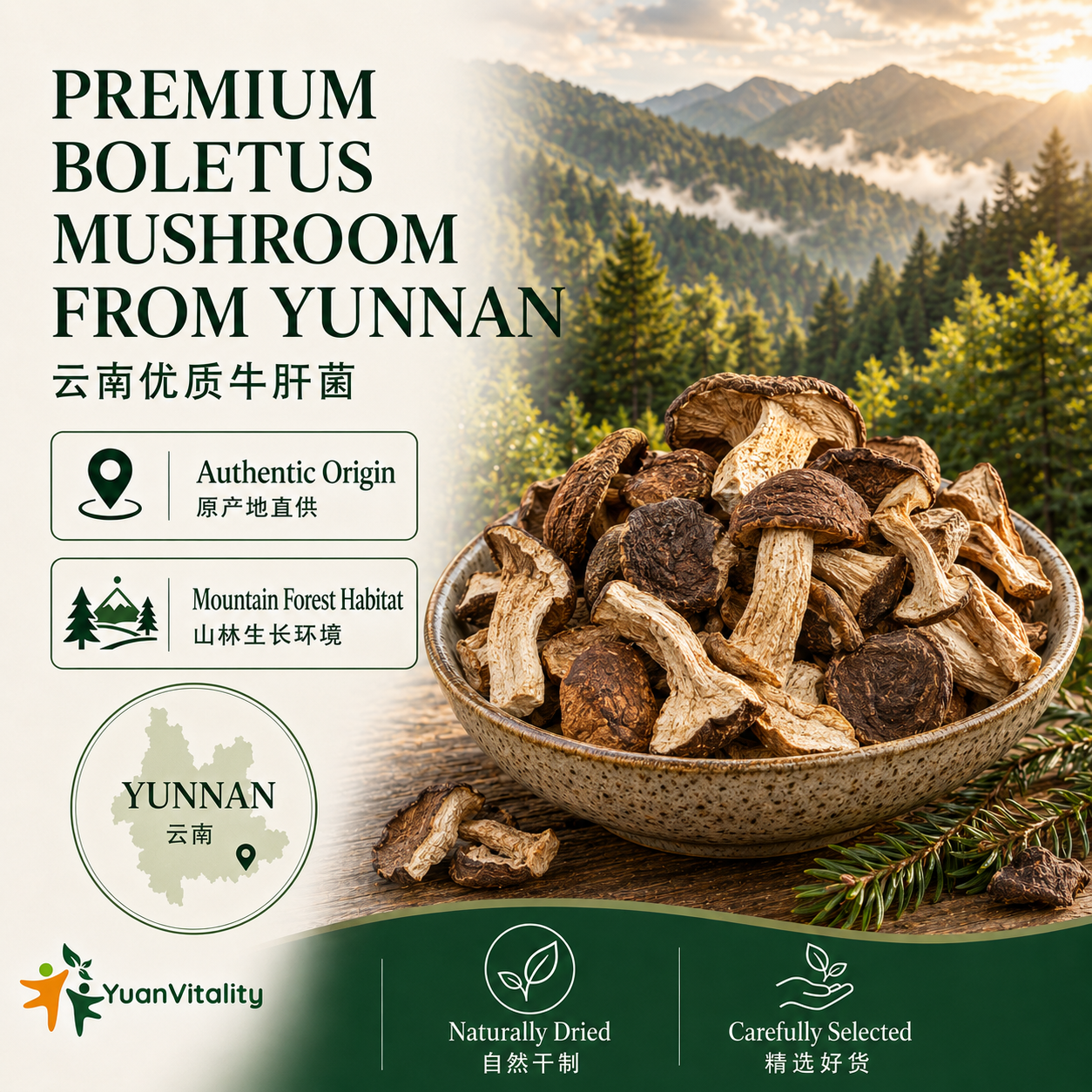 Porcini Mushrooms