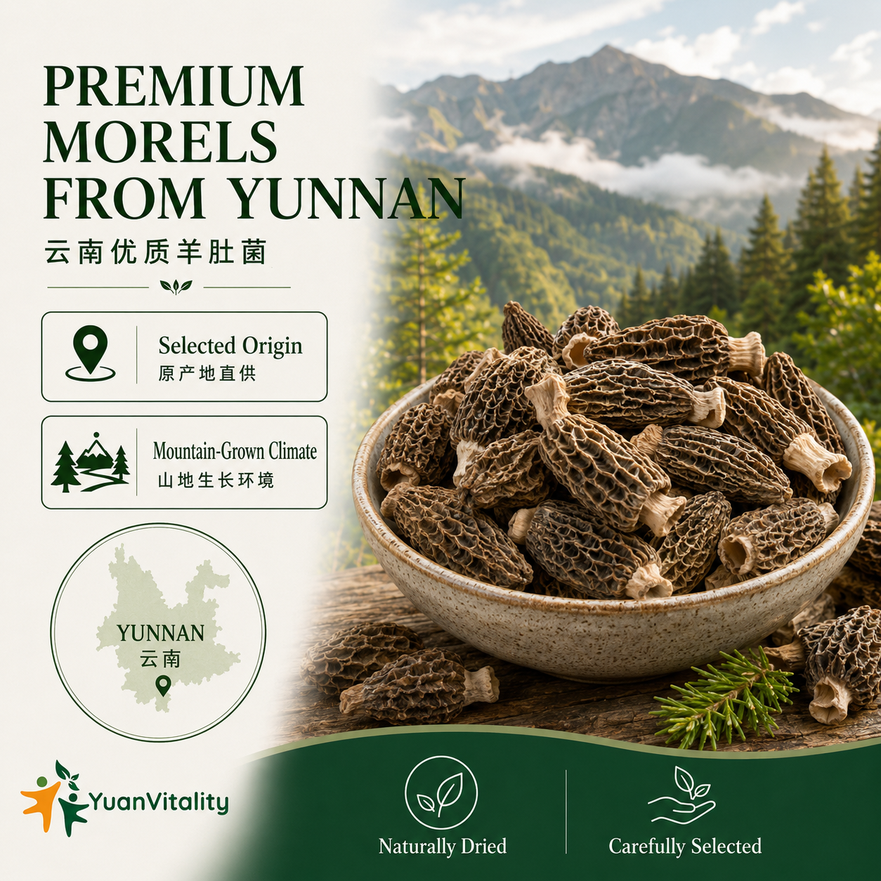 Morel Mushrooms