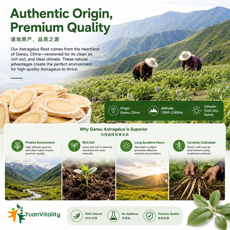 Astragalus Root Premium Slices