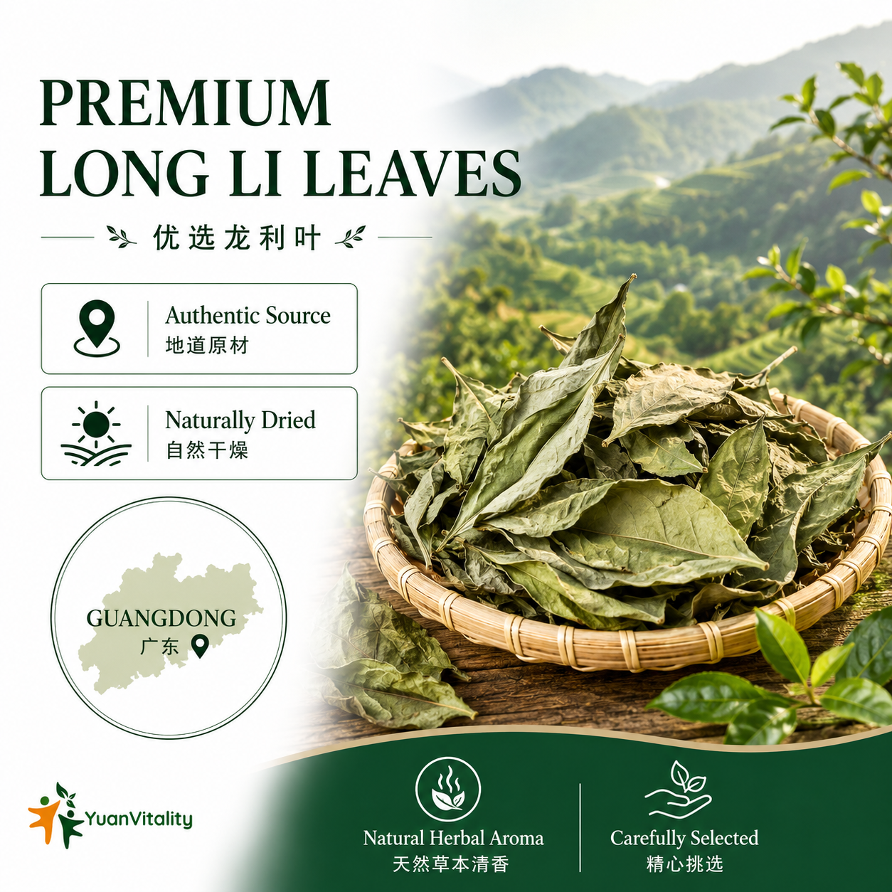Dragon's Tongue Leaf