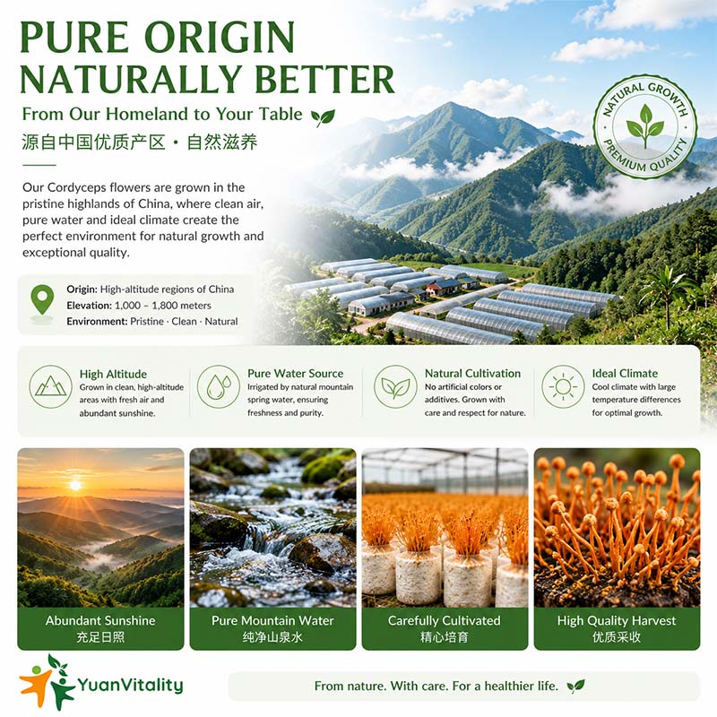 Fujian Cordyceps Flower