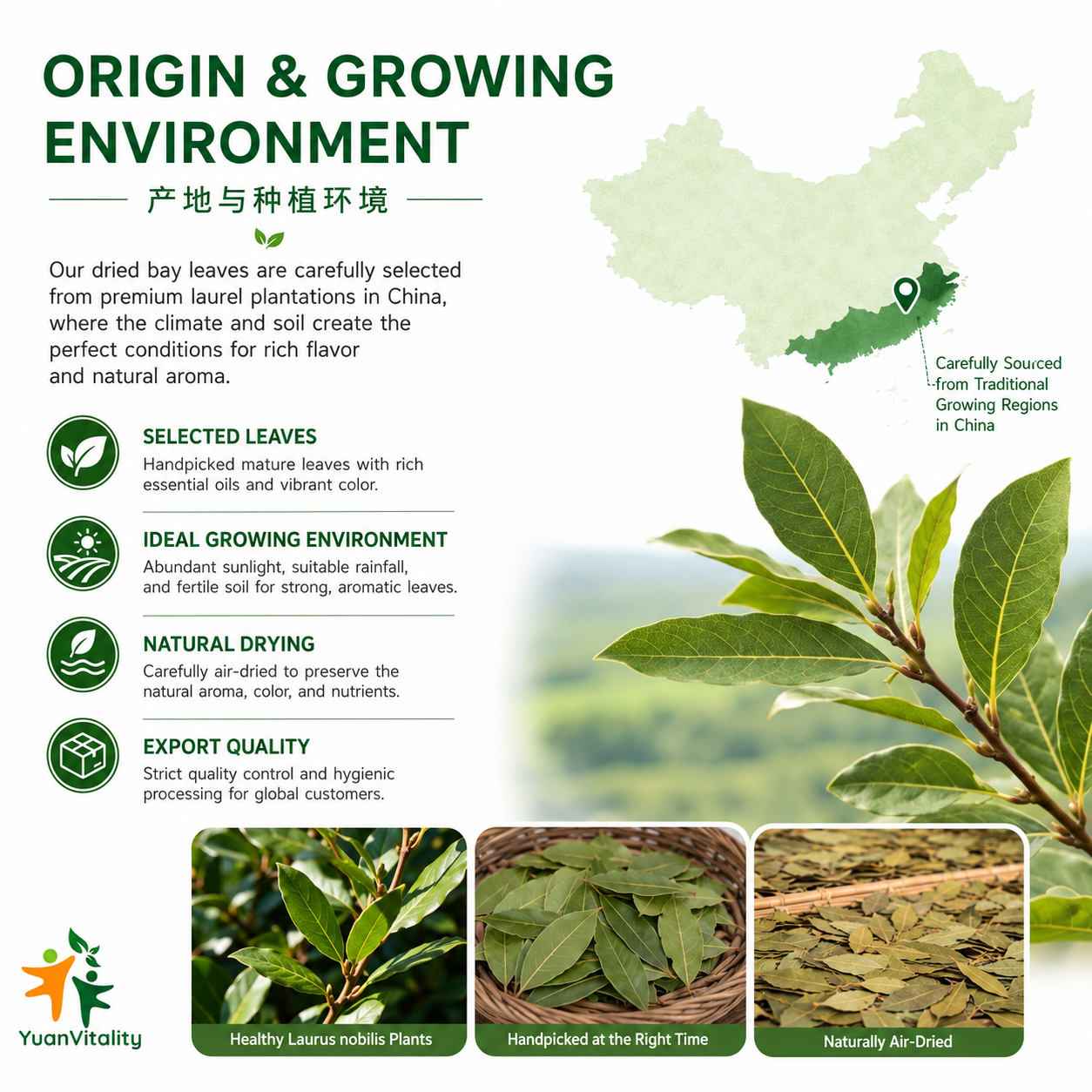Bay Leaves