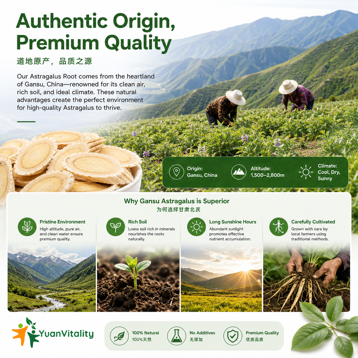Astragalus Root