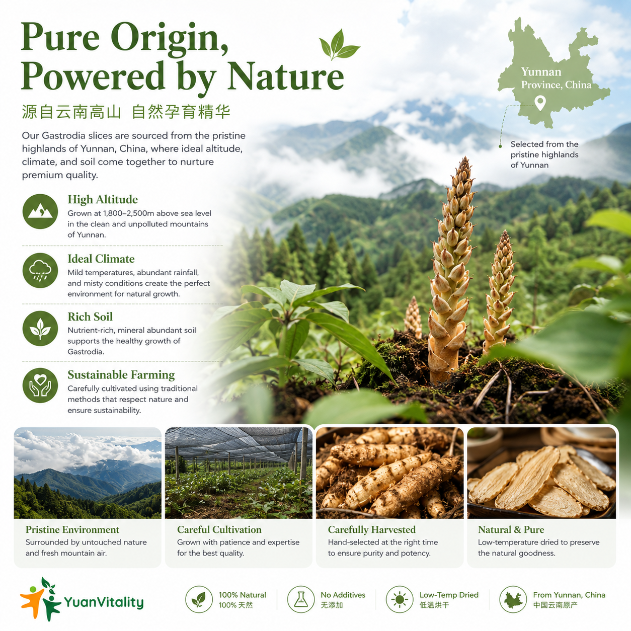 Gastrodia slices